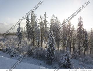 background forest winter 0015